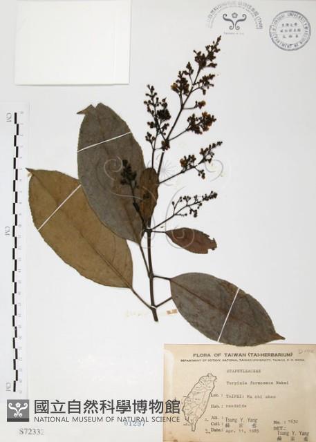 山香圓藏品圖，第1張