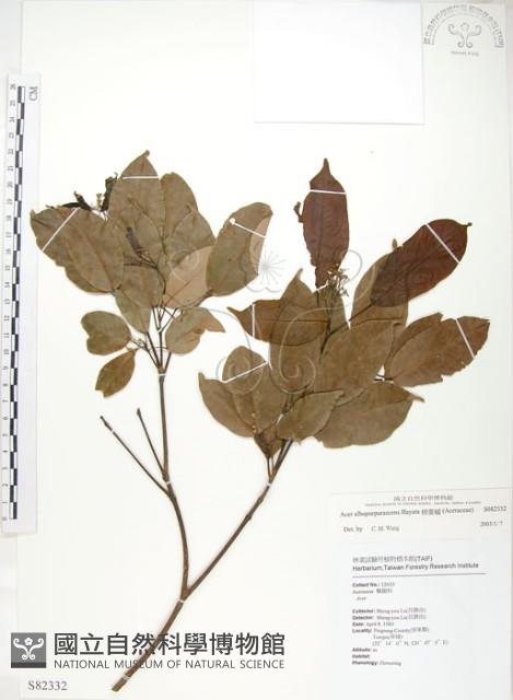 樟葉槭, 飛蛾子樹藏品圖，第1張