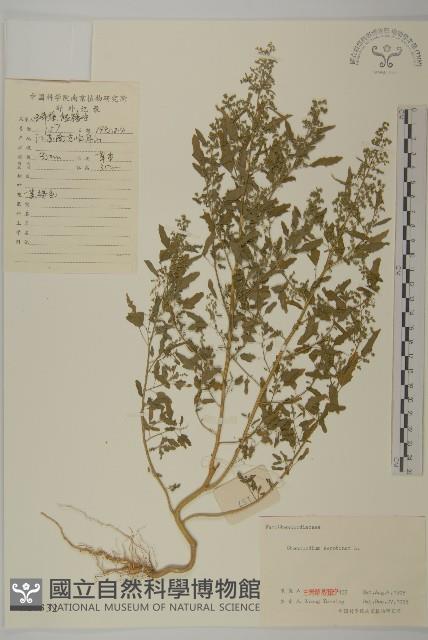 小葉藜藏品圖，第1張