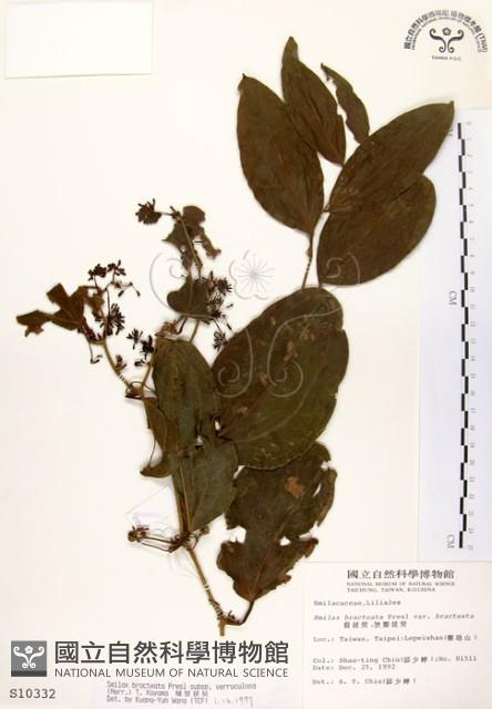 糙莖菝契藏品圖，第1張