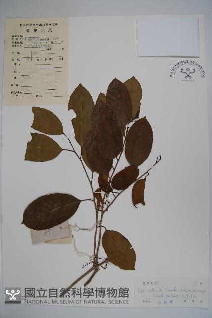 細果鐵冬青藏品圖，第1張