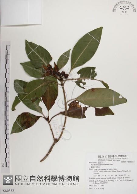 蘭嶼九節木藏品圖，第1張