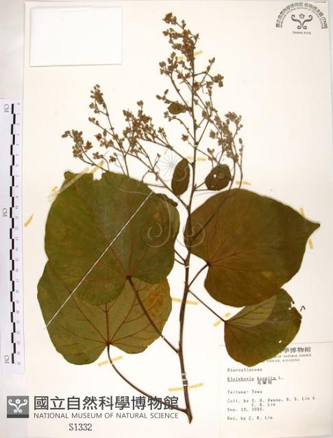 克蘭樹藏品圖，第1張