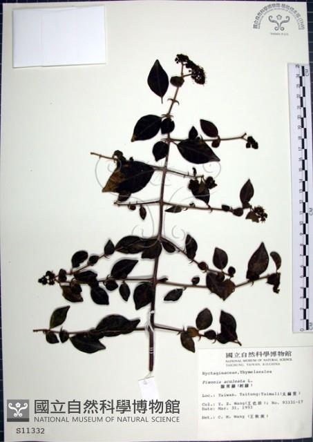 腺果藤、刺藤藏品圖，第1張