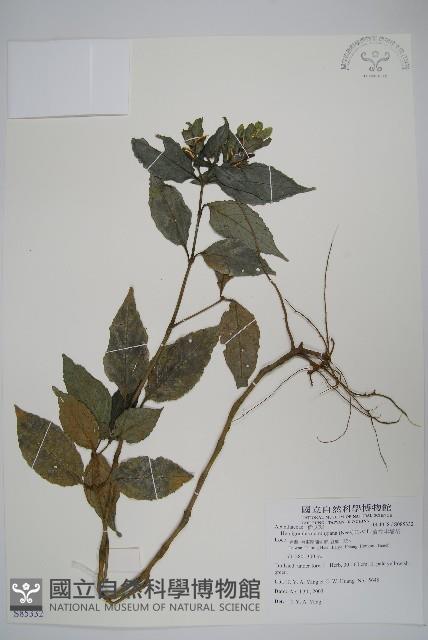 直立半插花藏品圖，第1張