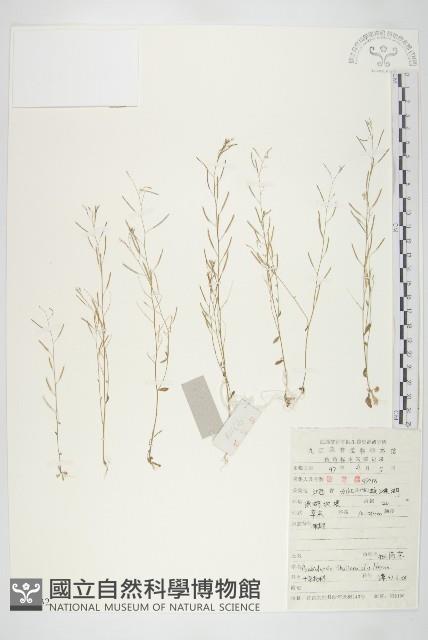 鼠耳芥藏品圖，第1張