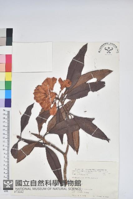 森氏杜鵑、森氏滿江紅藏品圖，第1張