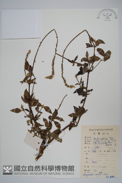 土牛膝藏品圖，第1張