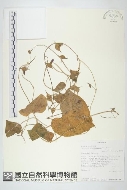 登錄號:S100832藏品圖，第1張
