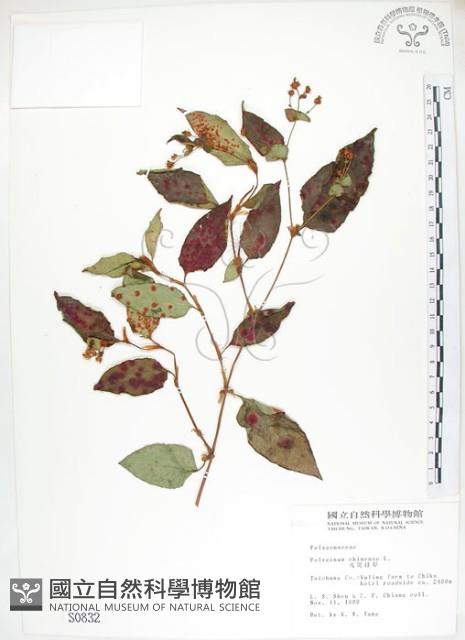 火炭母草、清飯藤藏品圖，第1張