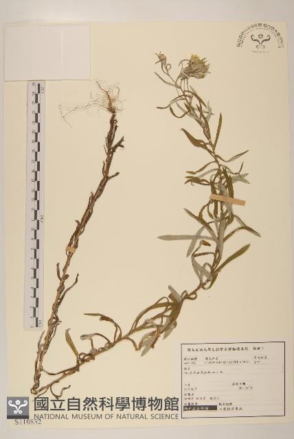 秋鼠麴草藏品圖，第1張