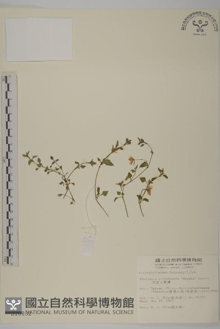 阿里山繁縷藏品圖，第1張