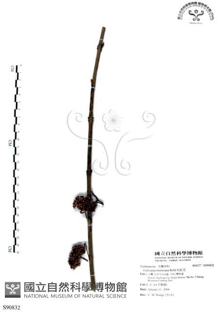 杜虹花，台灣紫珠藏品圖，第1張