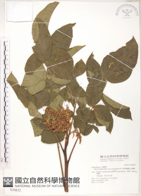 羅氏鹽膚木藏品圖，第1張