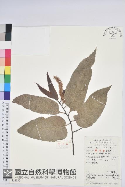 錐栗藏品圖，第1張