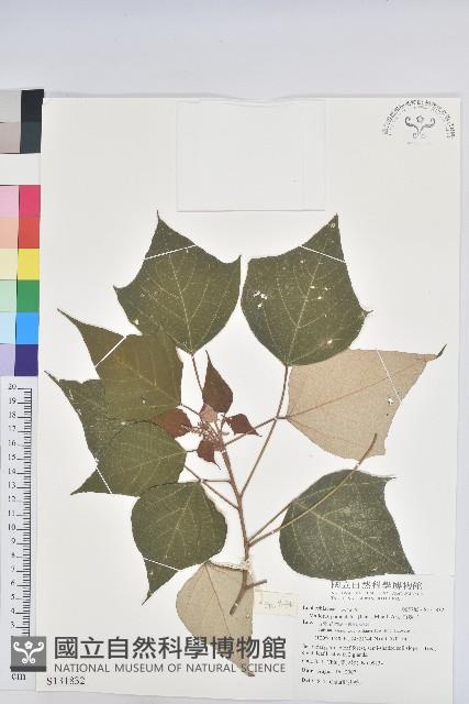 白匏子藏品圖，第1張