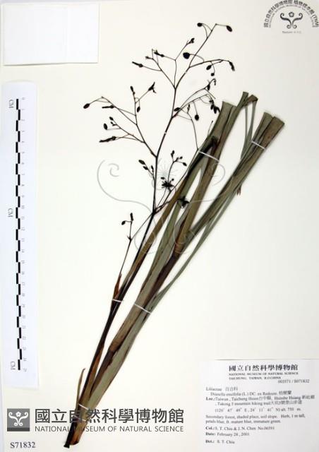 桔梗蘭藏品圖，第1張