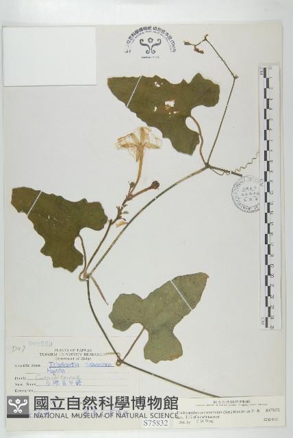 王瓜藏品圖，第1張