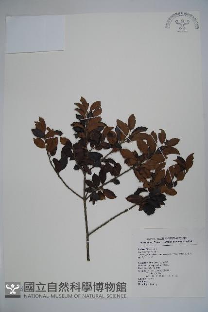 太平山冬青藏品圖，第1張