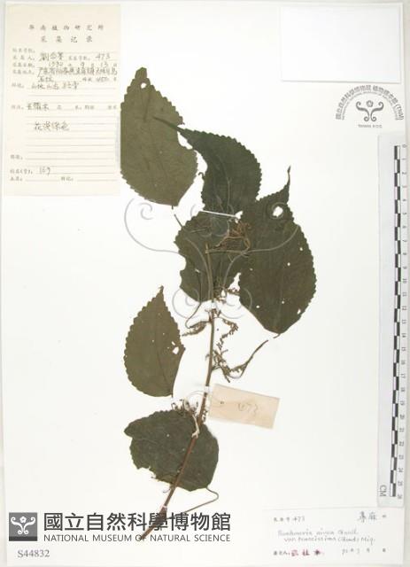 青苧麻藏品圖，第1張