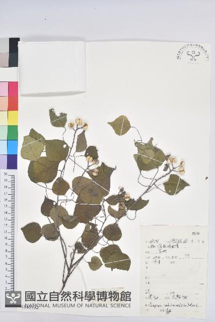 烏臼藏品圖，第1張