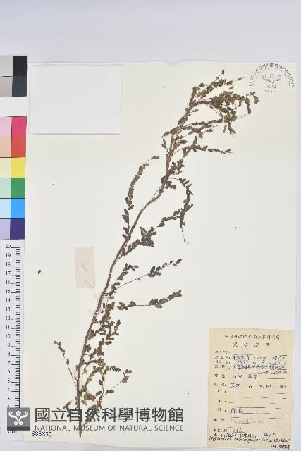 登錄號:S083832藏品圖，第1張