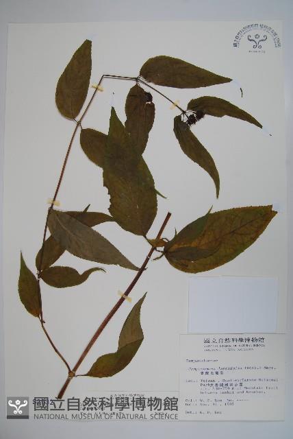 台灣土黨參藏品圖，第1張