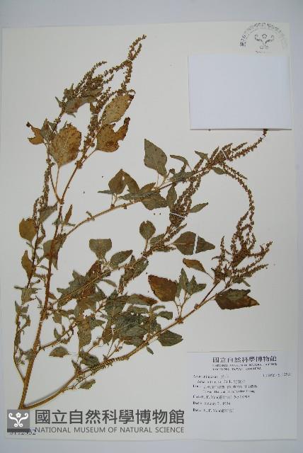 野莧菜藏品圖，第1張