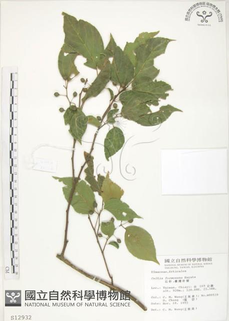 石朴藏品圖，第1張