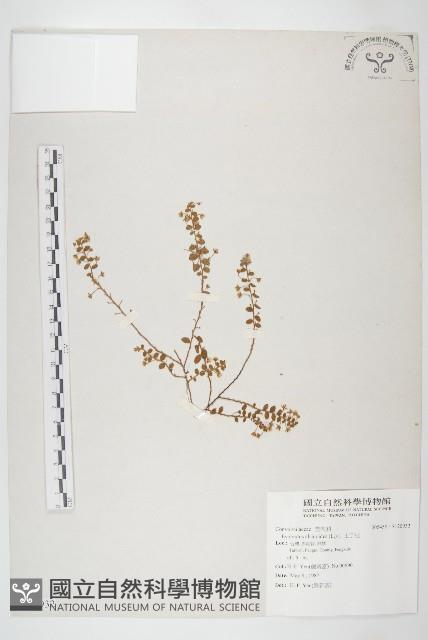 土丁桂藏品圖，第1張