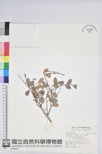 凹葉越橘藏品圖，第1張