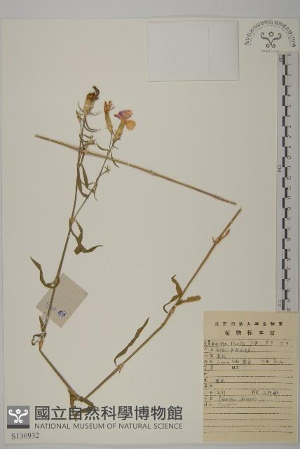 石竹、洛陽花、剪絨花藏品圖，第1張