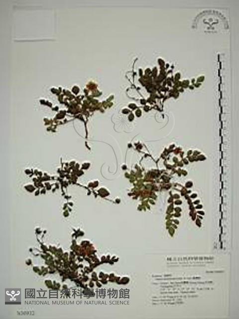 臺灣莓藏品圖，第1張