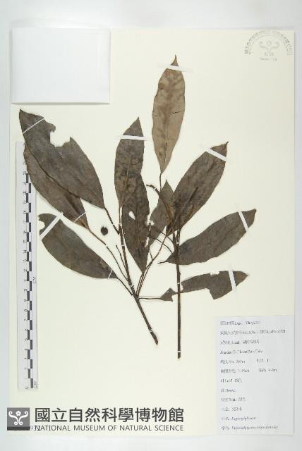 交讓木、臺灣虎皮楠、膜葉虎皮楠藏品圖，第1張