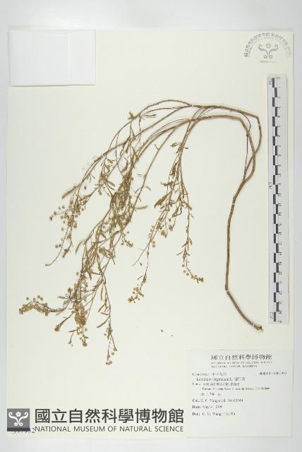 獨行菜藏品圖，第1張