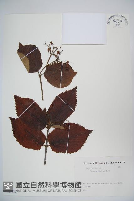 莢迷藏品圖，第1張