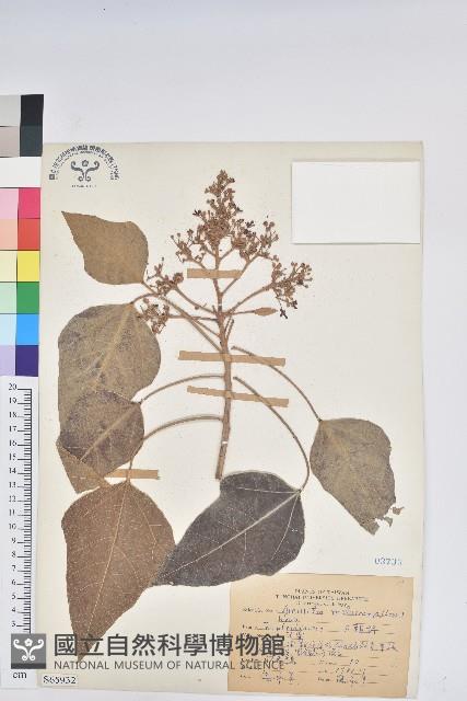 石栗藏品圖，第1張