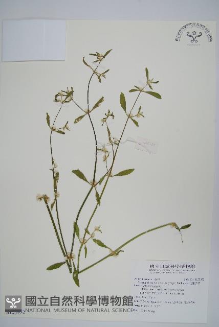 毛蓮子草藏品圖，第1張