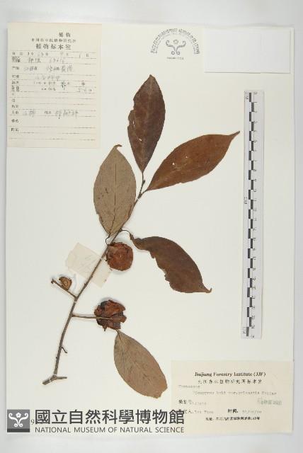 油柿藏品圖，第1張