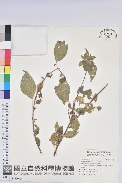 恆春鐵莧藏品圖，第1張