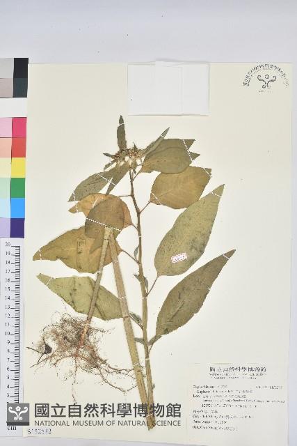 白苞猩猩草藏品圖，第1張