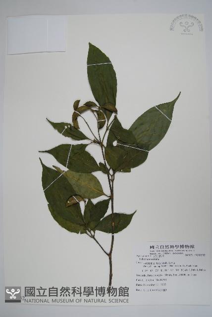 登錄號:S082532藏品圖，第1張