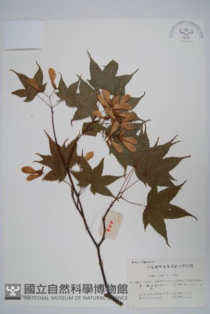 毛脈槭藏品圖，第1張