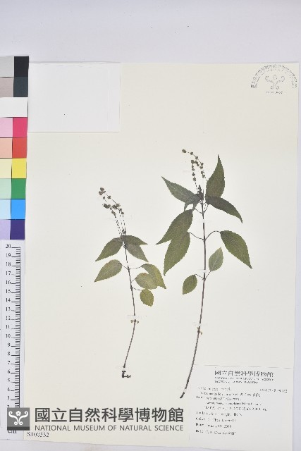 山靛藏品圖，第1張