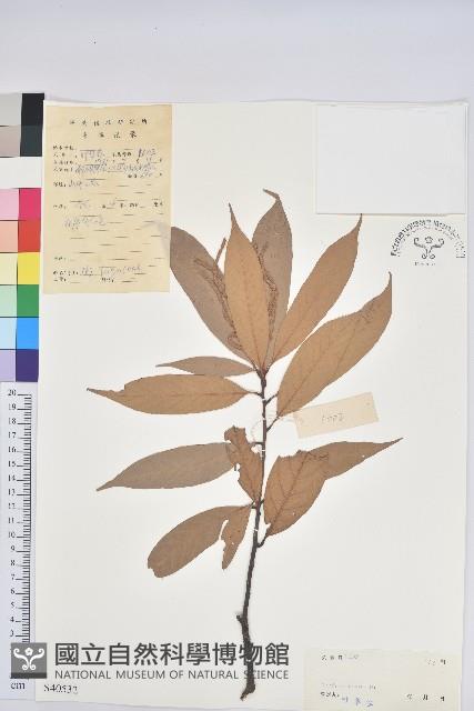 登錄號:S040532藏品圖，第1張