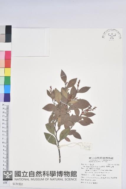 大葉越橘、來特氏越橘藏品圖，第1張