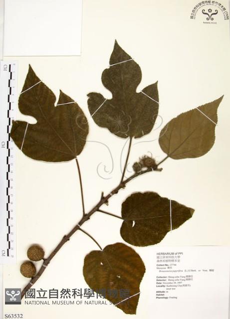 構樹藏品圖，第1張