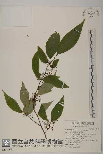 佩羅特木藏品圖，第1張