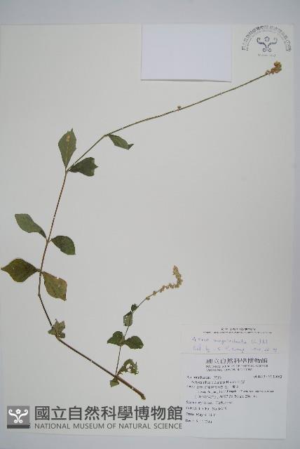 蔓雞冠、絹毛莧藏品圖，第1張