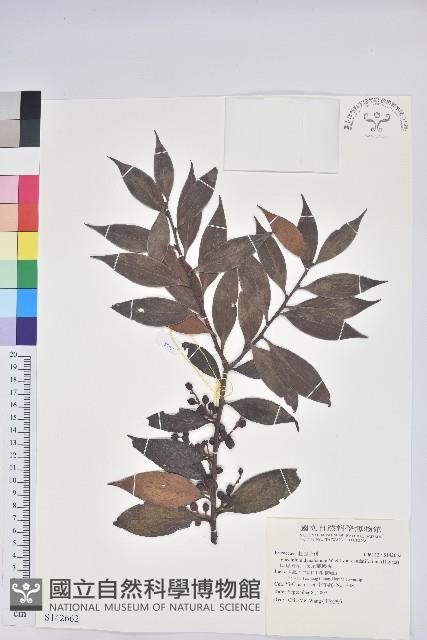 珍珠花、長尾葉越橘藏品圖，第1張